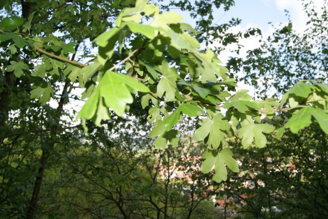 dsc06129.jpg