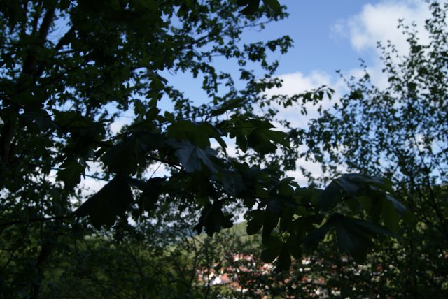 dsc06130.jpg