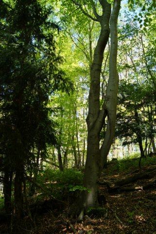 dsc06197.jpg
