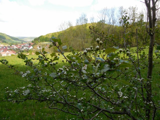dscn1619.jpg