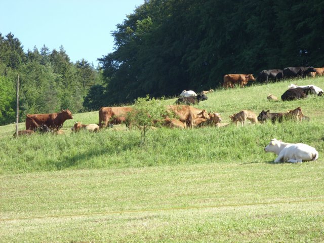 faulungen-01.jpg