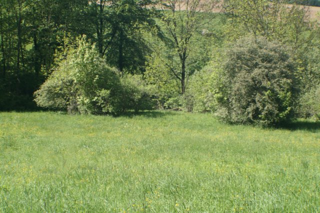 flg-12.jpg