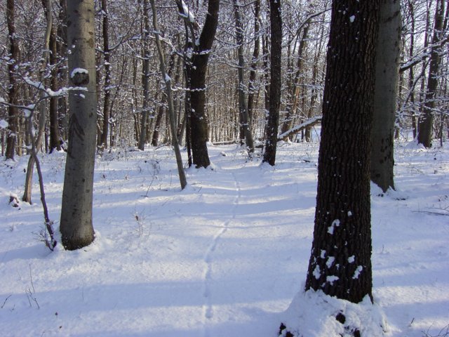 pic_0041.jpg