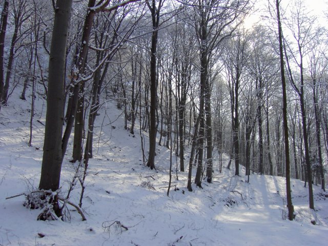 pic_0100.jpg